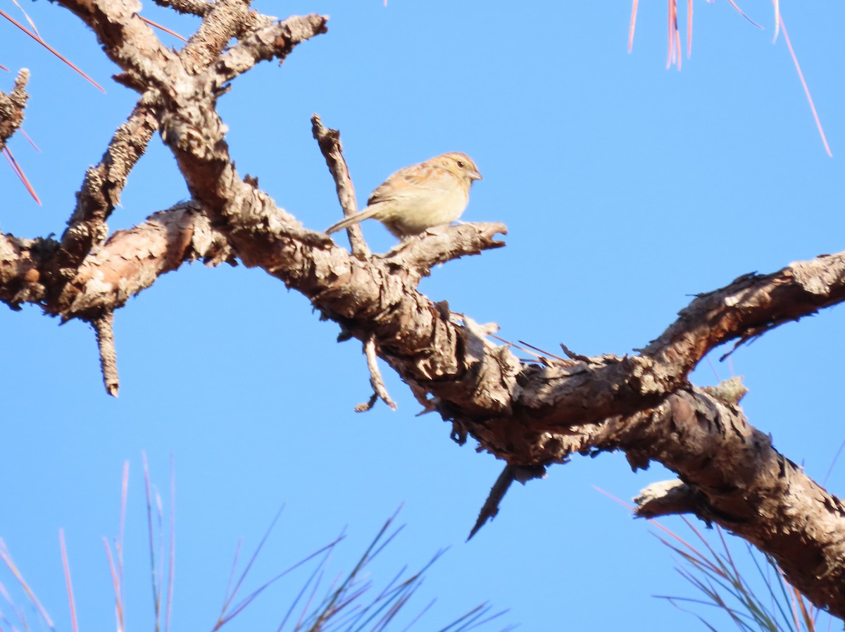 Bachman's Sparrow - ML433320351