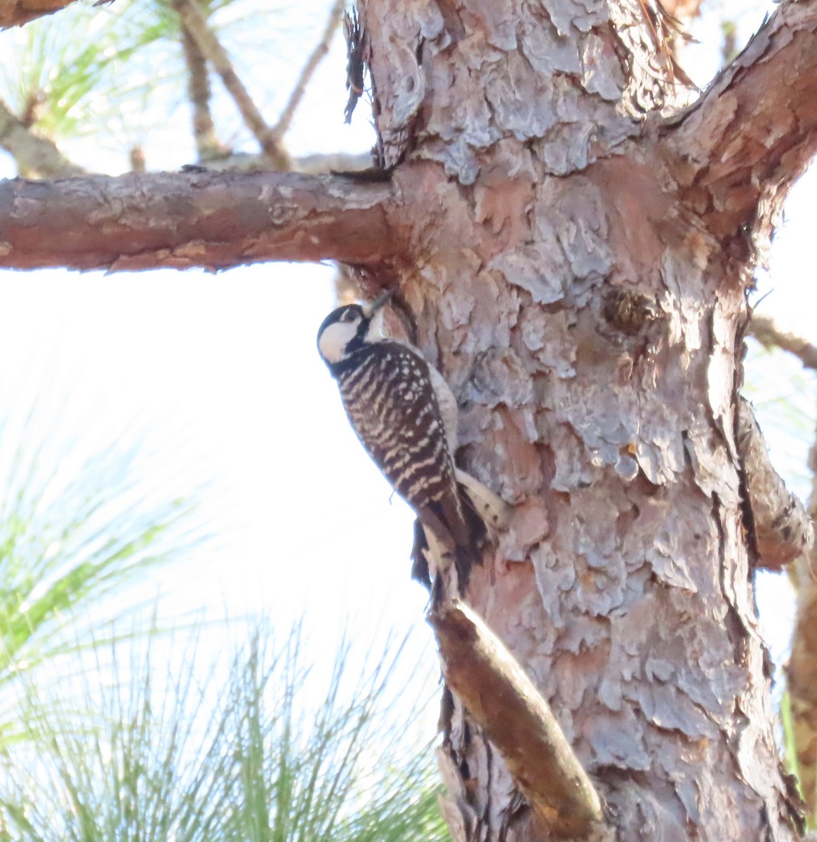Red-cockaded Woodpecker - ML433321601
