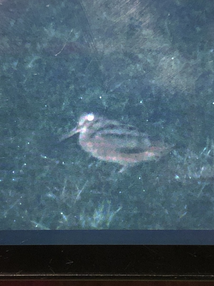 American Woodcock - ML433322281