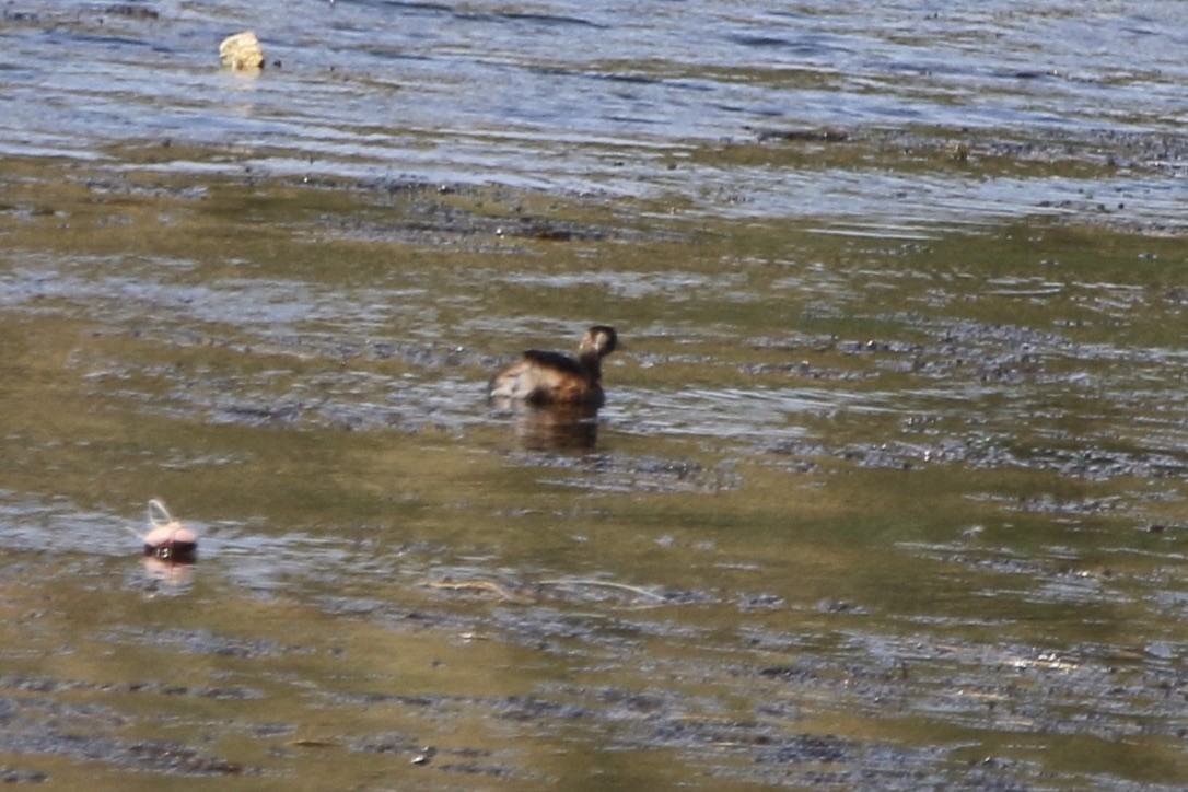 Eared Grebe - ML433322491