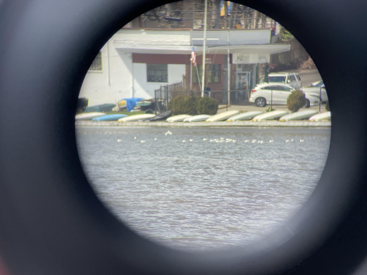 Bonaparte's Gull - ML433323091