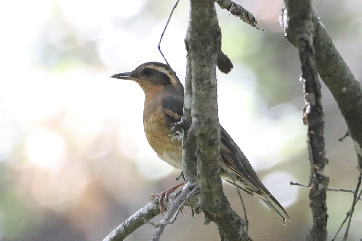 Varied Thrush - ML433323371