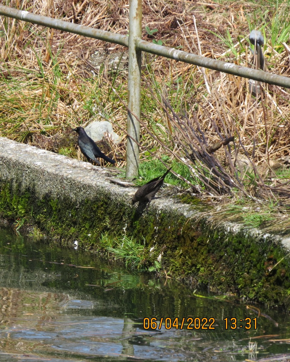 Brewer's Blackbird - ML433323721