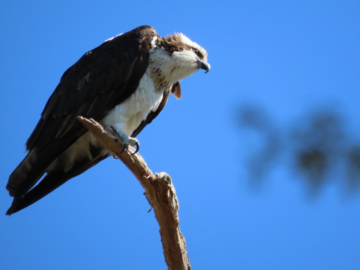 Osprey - ML433323931