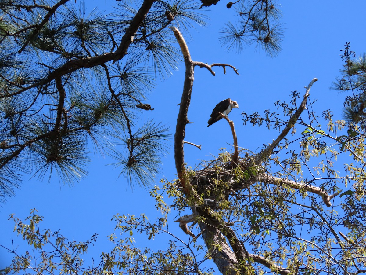 Osprey - ML433324101