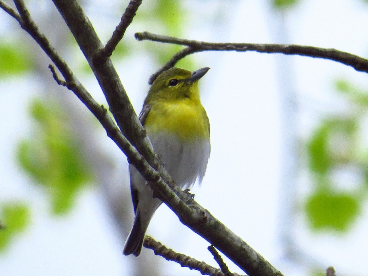 Yellow-throated Vireo - ML433325901