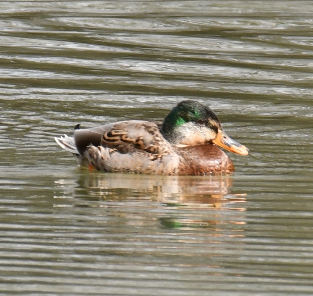 Mallard - Maria Armstrong