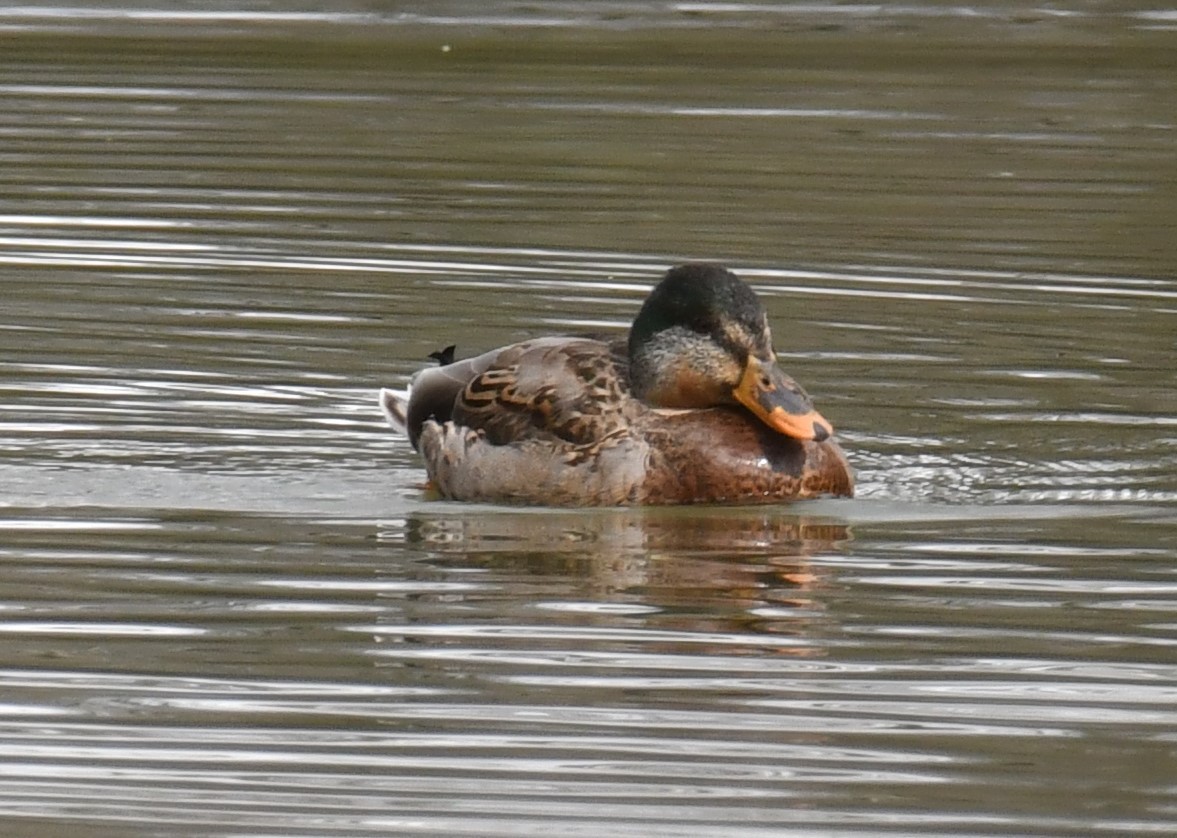 Mallard - Maria Armstrong