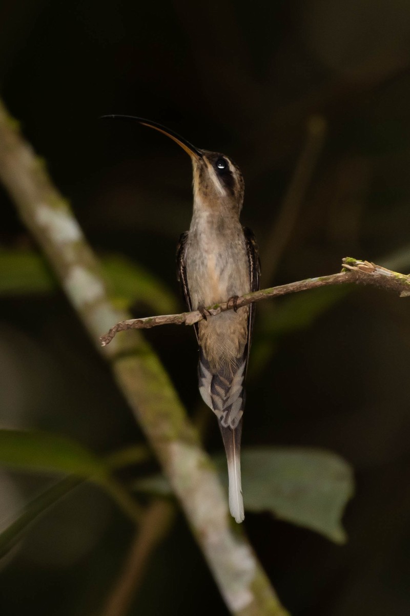 Long-billed Hermit (Central American) - ML433326531