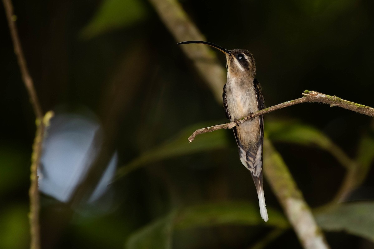 Long-billed Hermit (Central American) - ML433326541