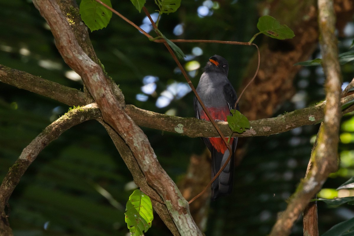 Slaty-tailed Trogon (Massena) - ML433326581