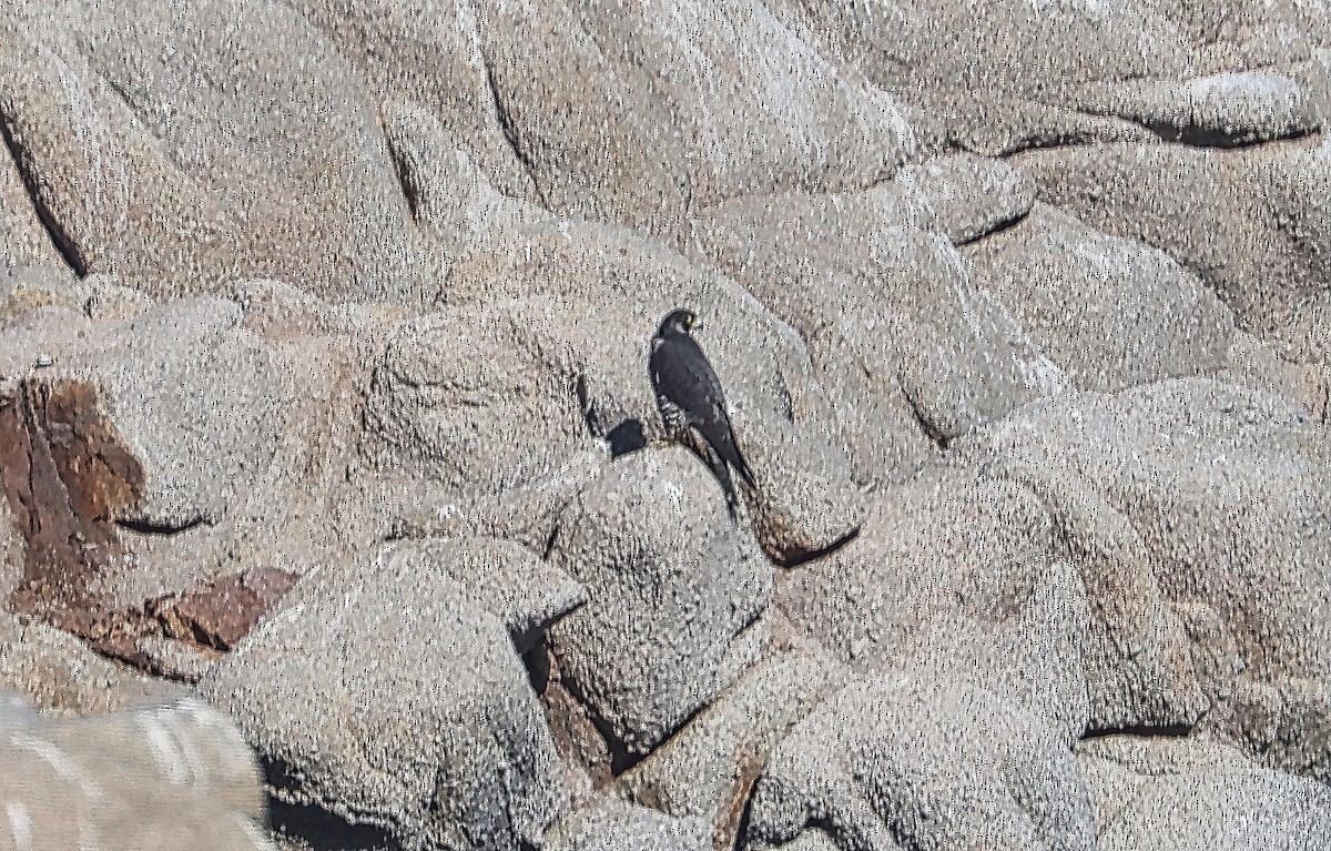 Peregrine Falcon - Douglas Hall