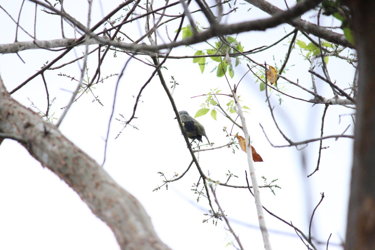 Yellow-winged Tanager - ML433328511