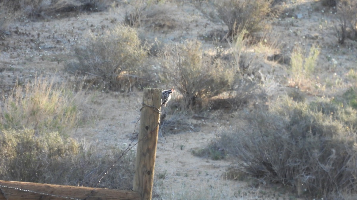 Ladder-backed Woodpecker - ML433329031