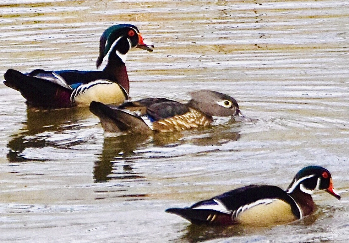 Wood Duck - ML433329161