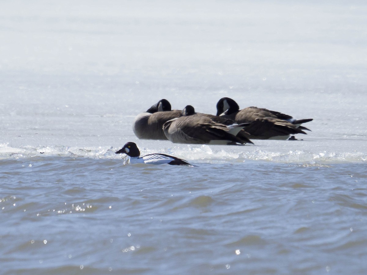 Common Goldeneye - ML433330391