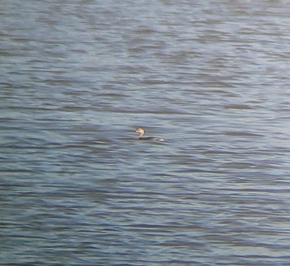 Eared Grebe - ML433330661