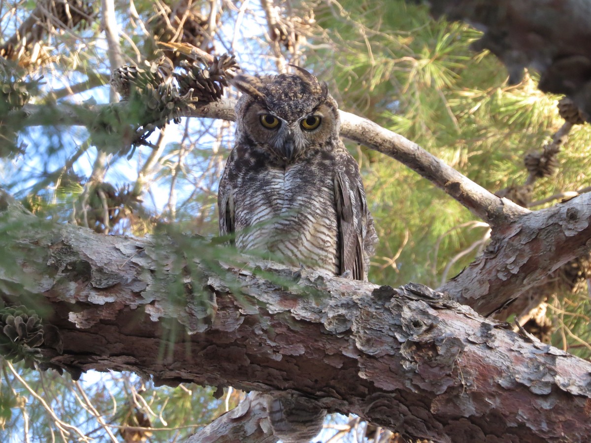 Great Horned Owl - ML433330771