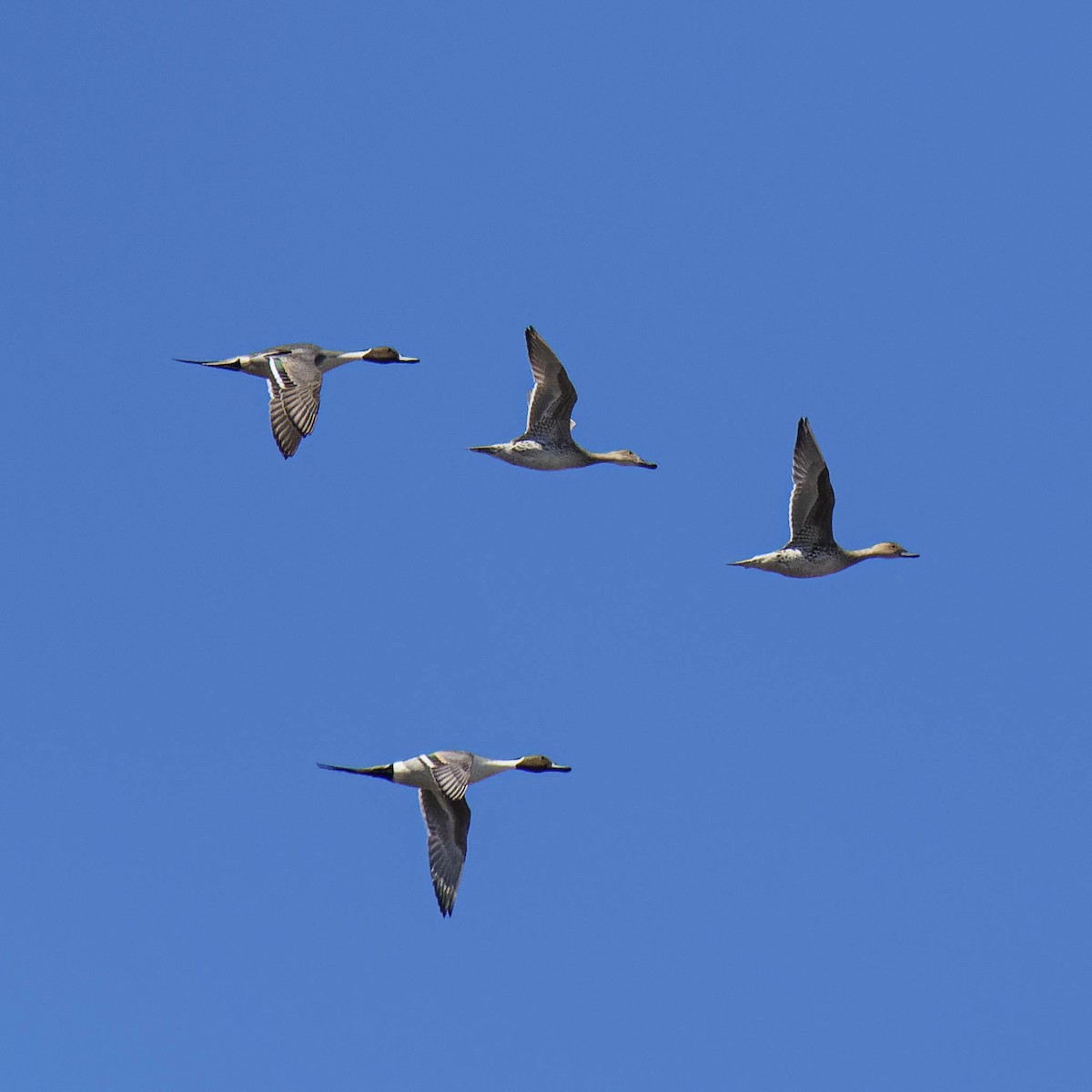 Northern Pintail - Mario Béland