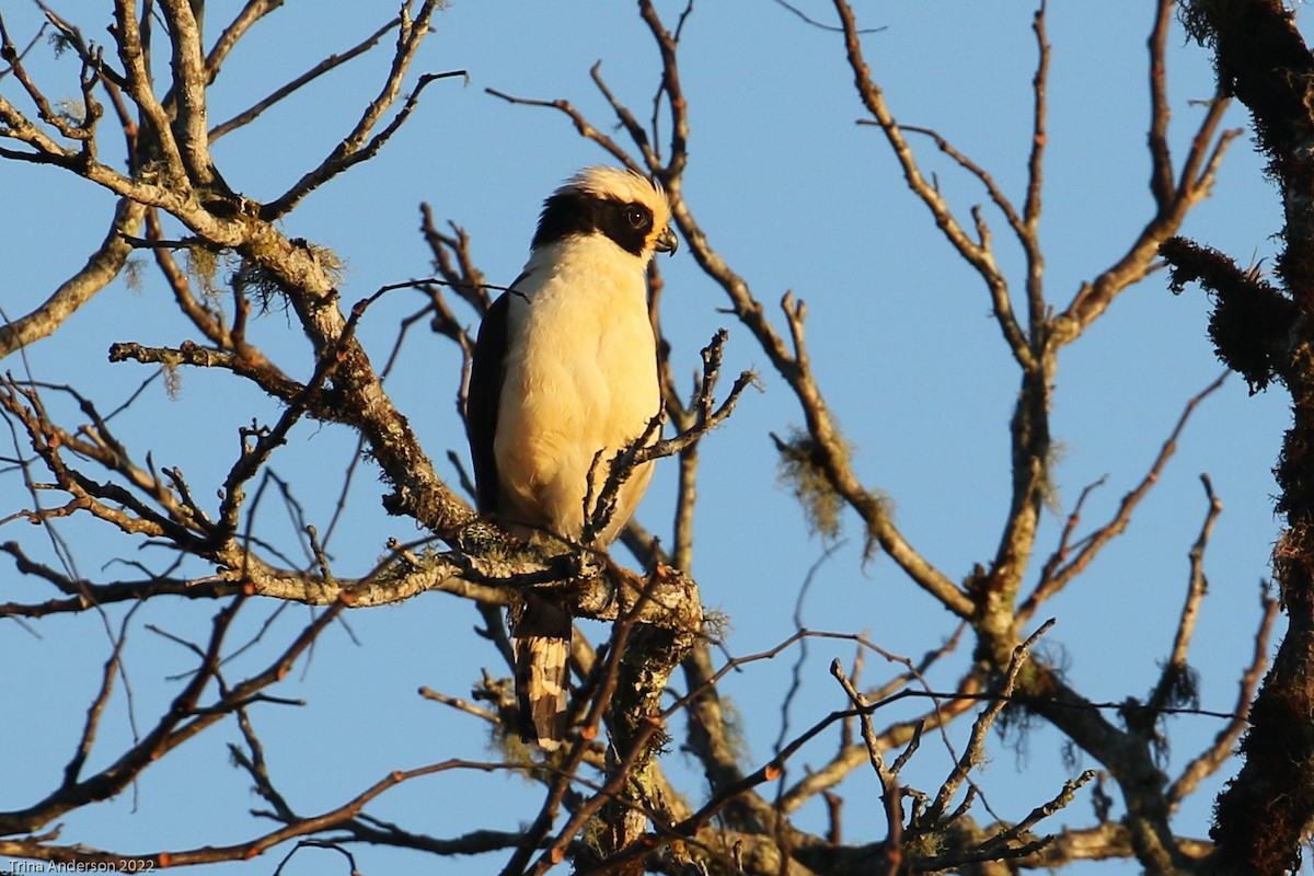 Laughing Falcon - ML433332621