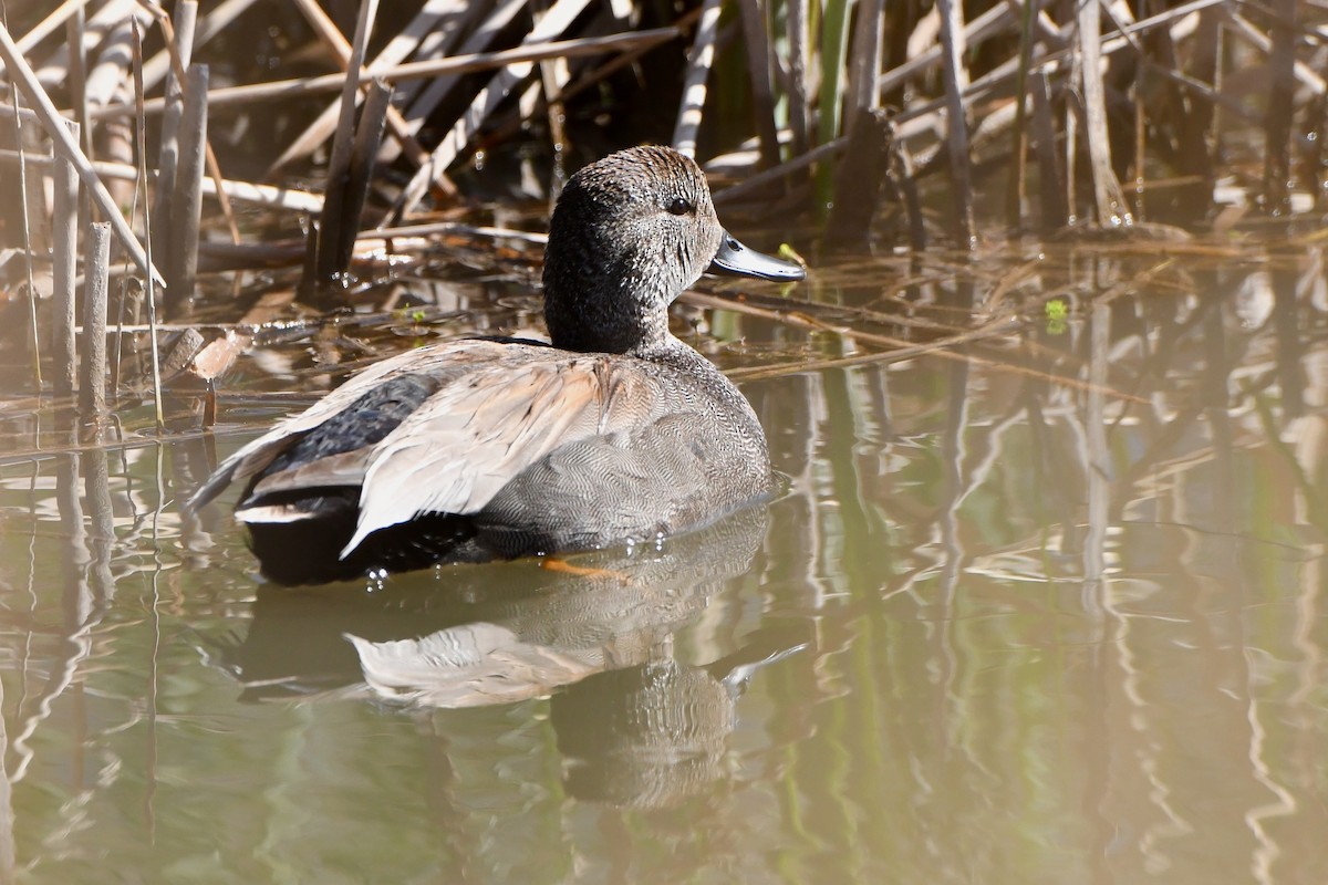 Gadwall - ML433332791