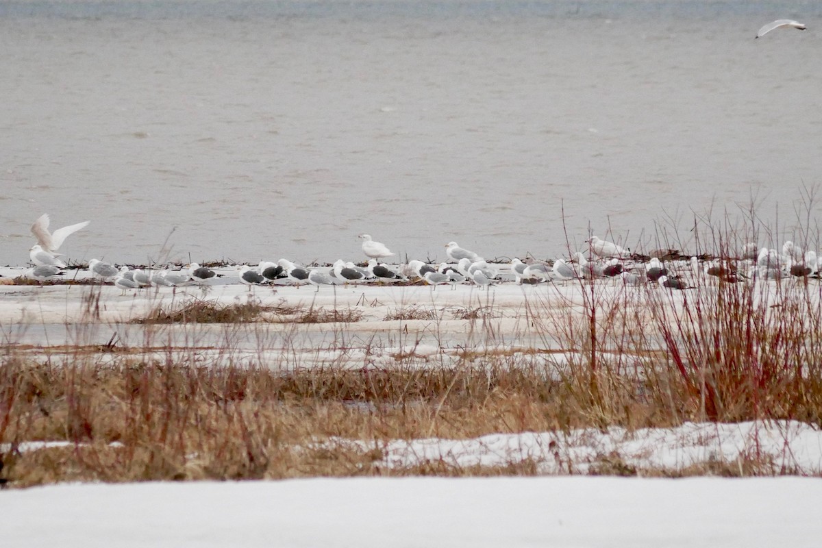 Glaucous Gull - ML433332991