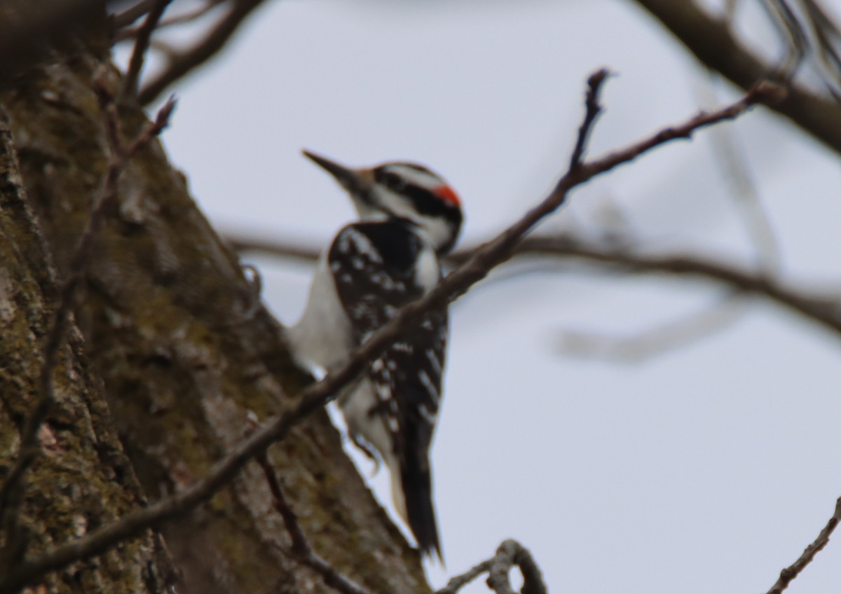 Hairy Woodpecker - ML433334011