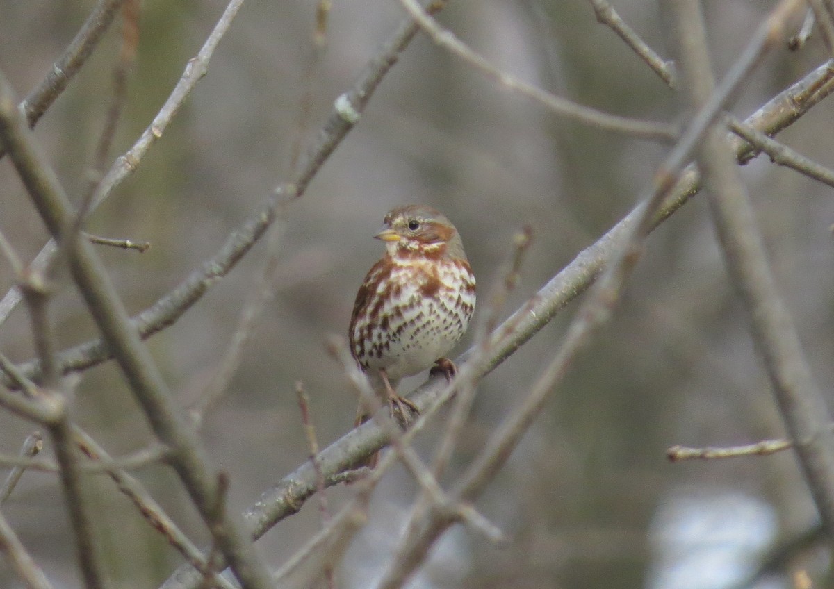 Fox Sparrow - ML433334071