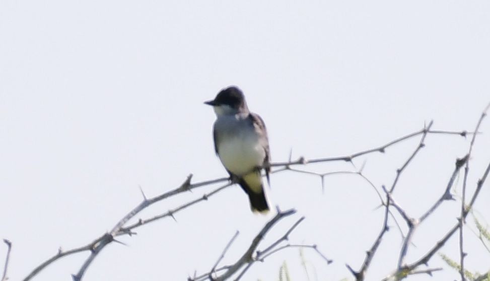 Eastern Kingbird - ML433335681