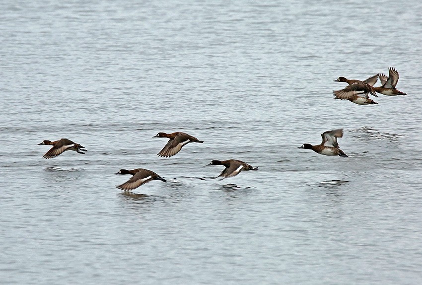 Lesser Scaup - ML43333621