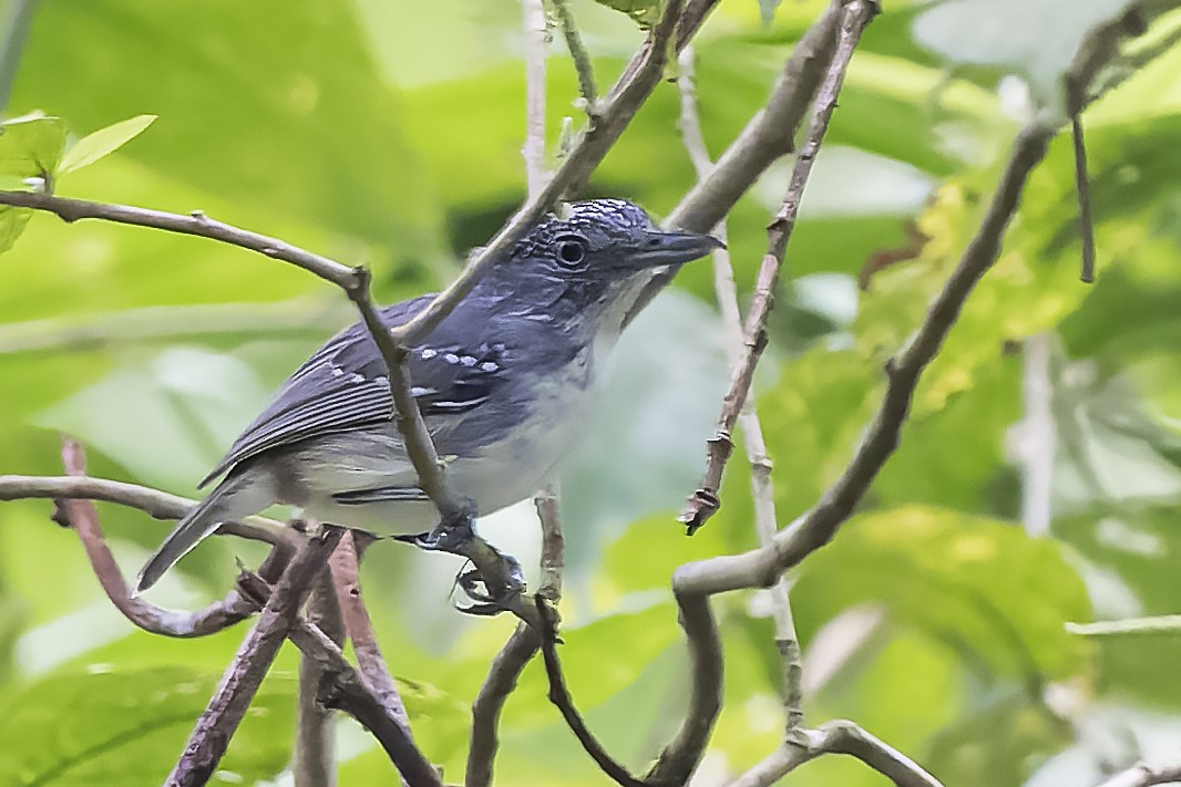 Spot-crowned Antvireo - ML433336311