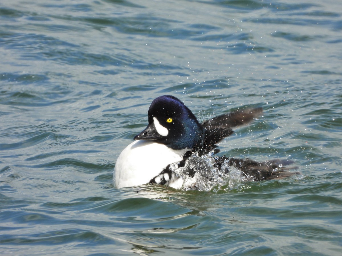 Barrow's Goldeneye - ML433337961