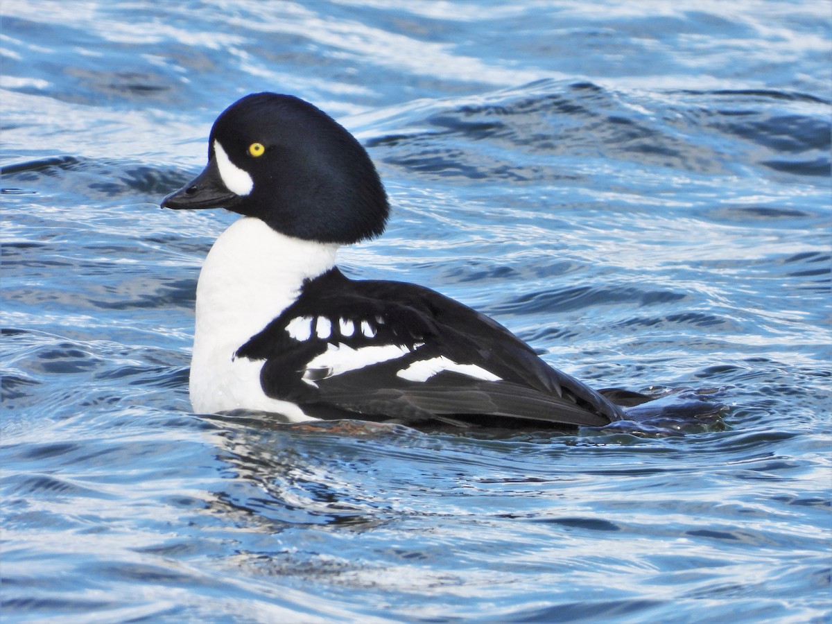 Barrow's Goldeneye - ML433337991