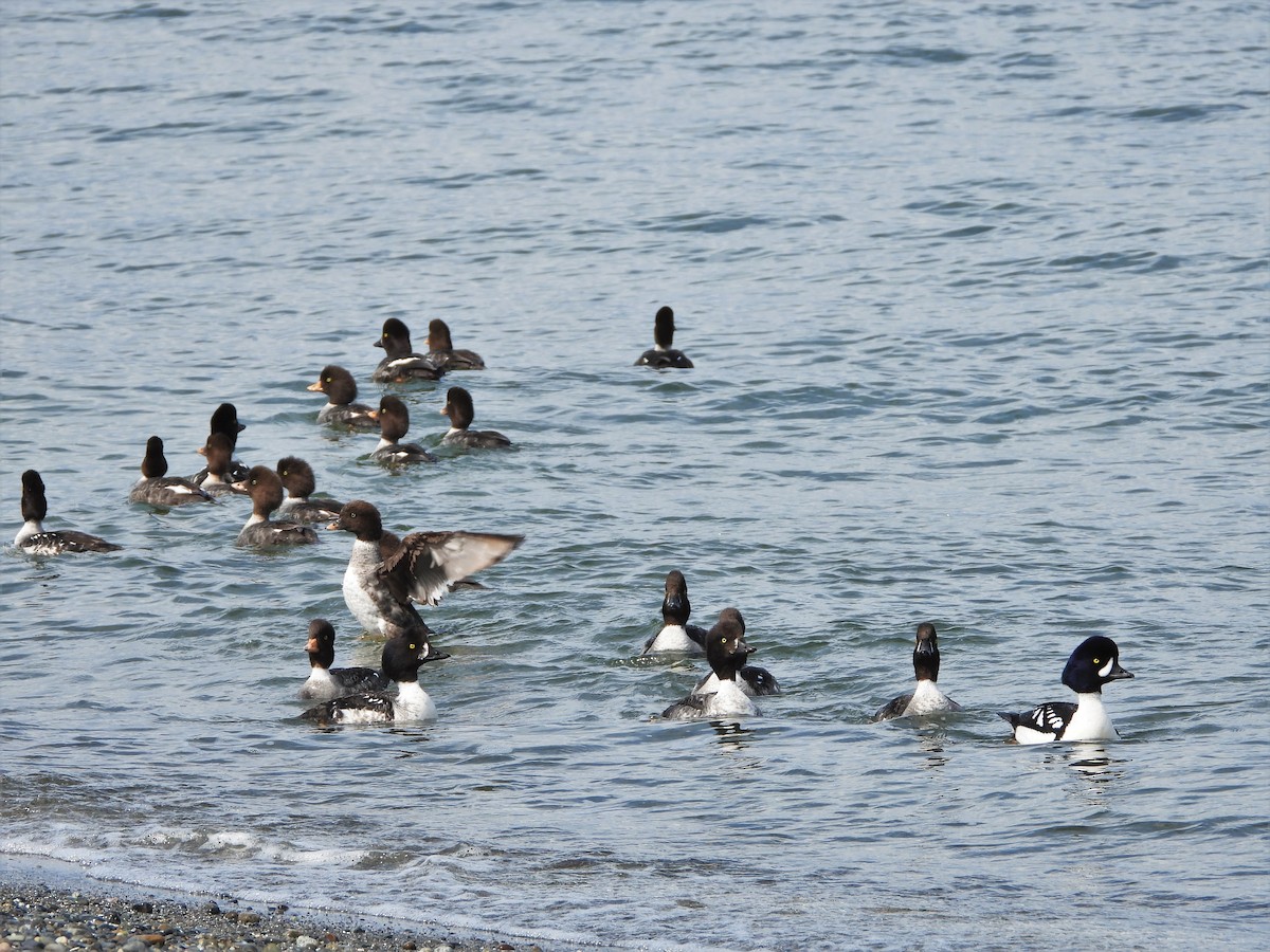 Barrow's Goldeneye - ML433338001