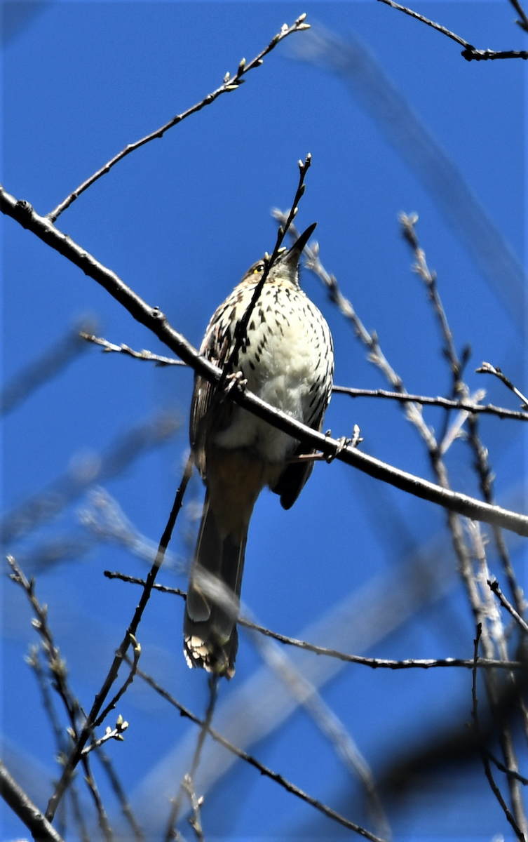 Brown Thrasher - ML433338521