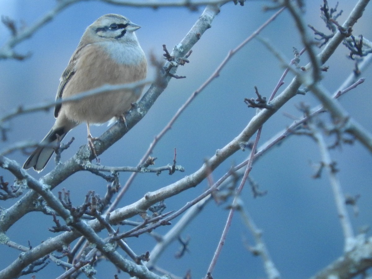Rock Bunting - ML43333881