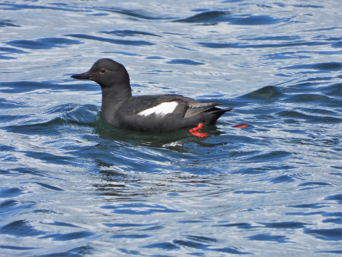 Pigeon Guillemot - ML433338851