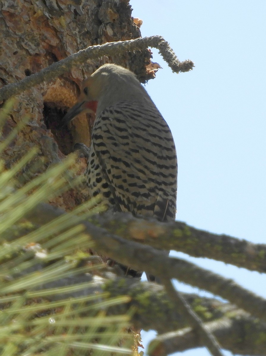 Northern Flicker (Red-shafted) - ML433338861
