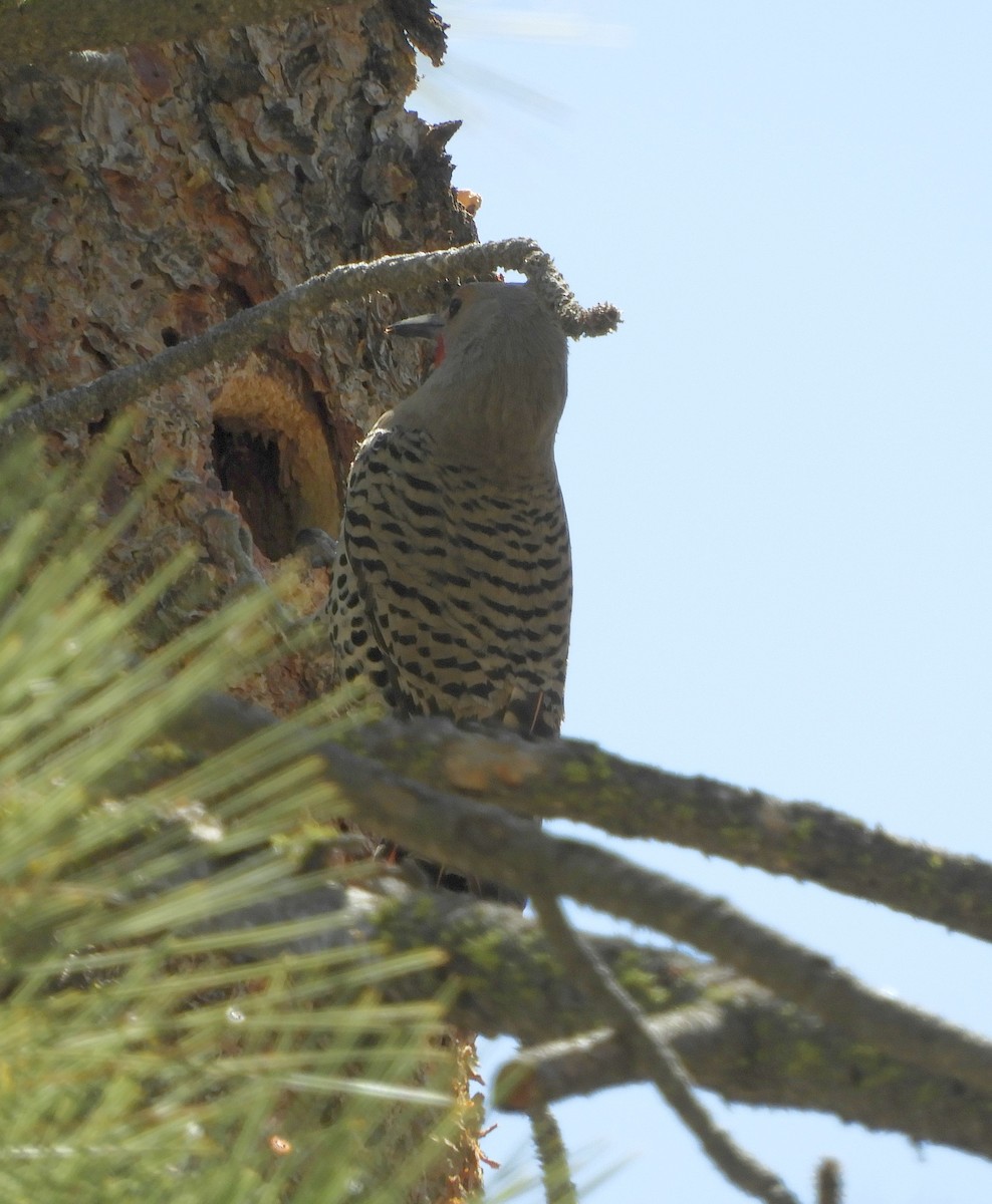 Northern Flicker (Red-shafted) - ML433338871