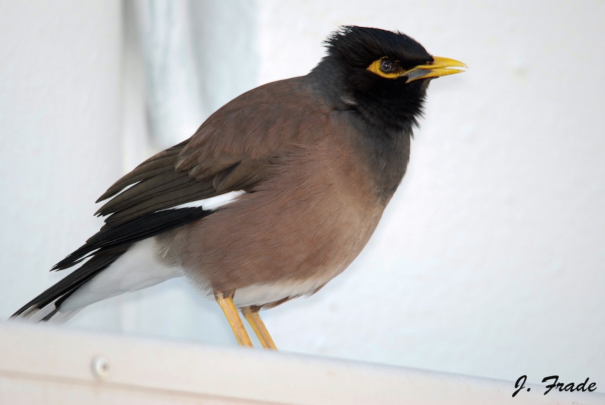 Common Myna - José Frade