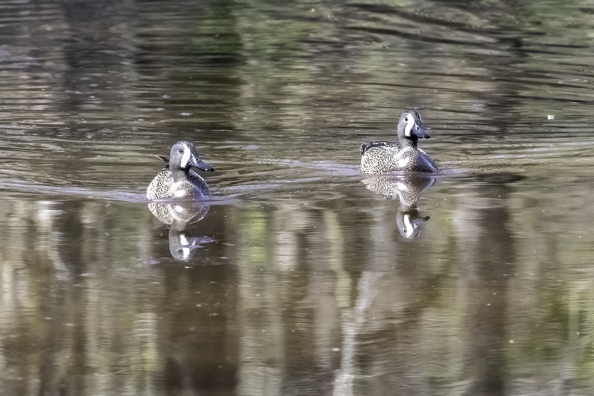 Blue-winged Teal - ML433341401