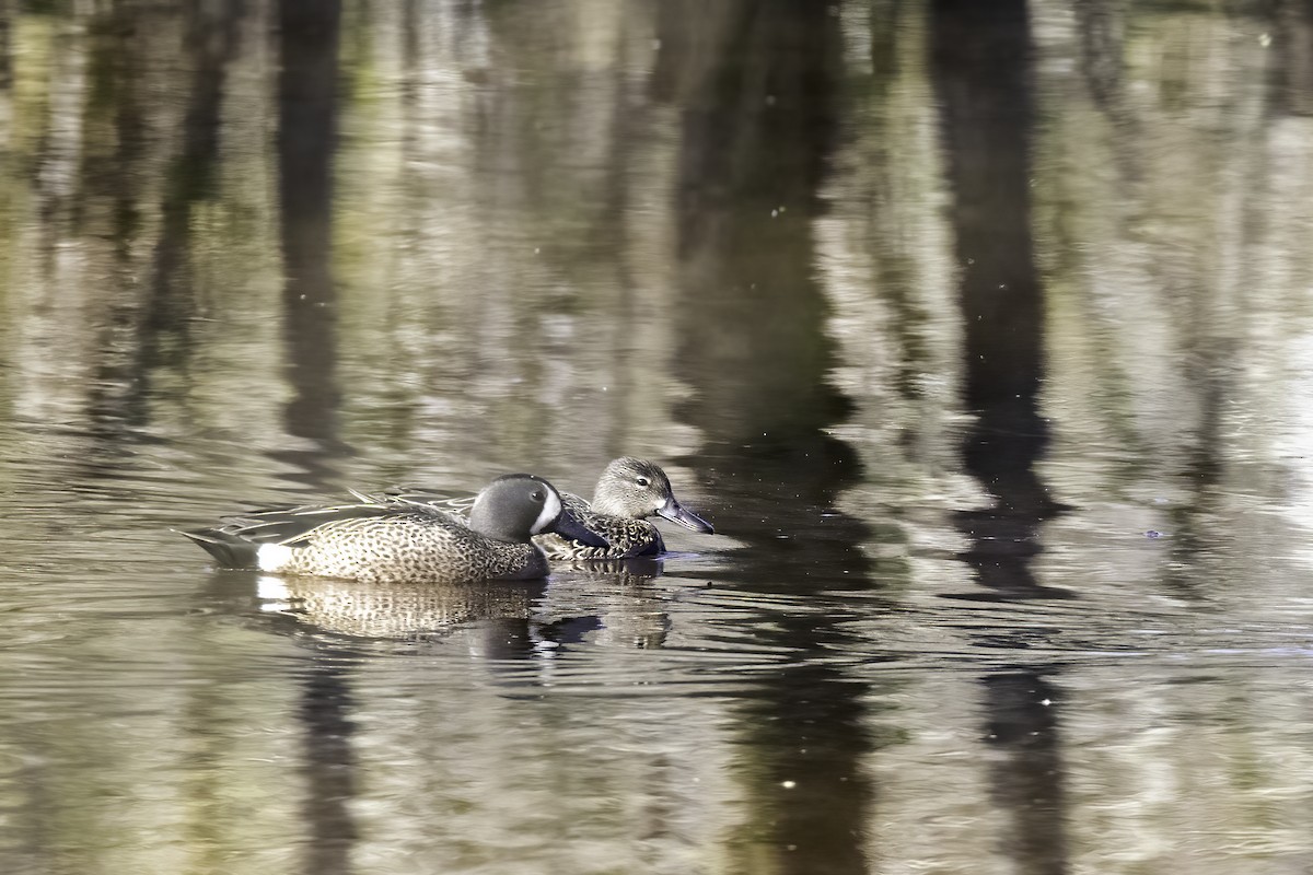 Blue-winged Teal - ML433341421