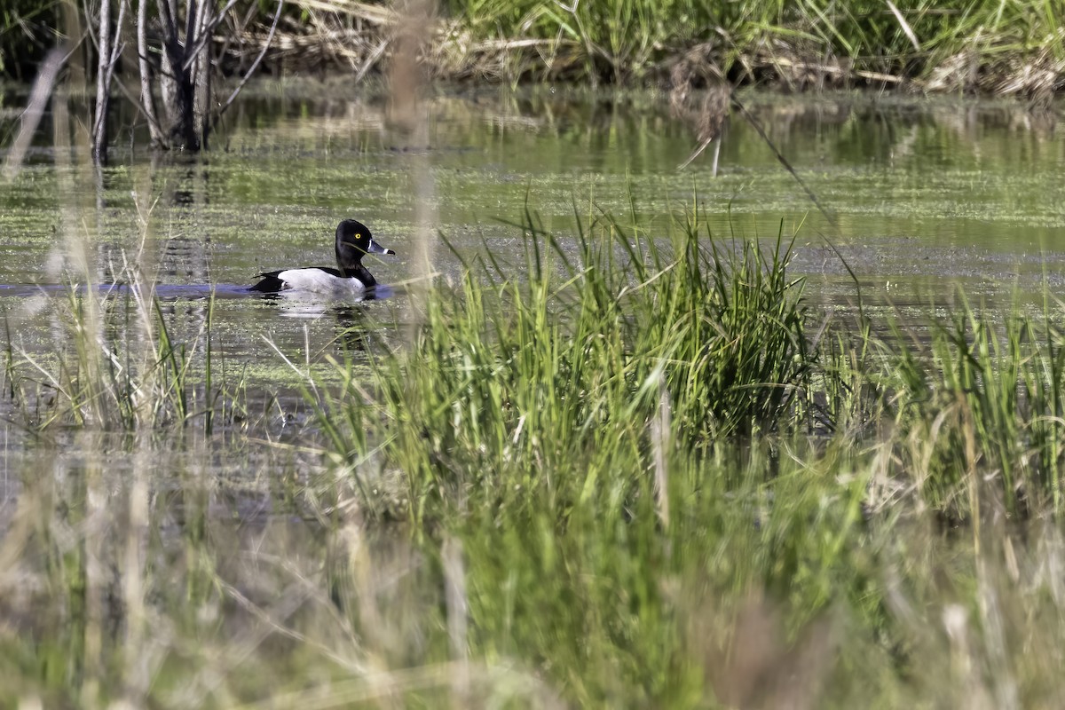 Ring-necked Duck - ML433341441
