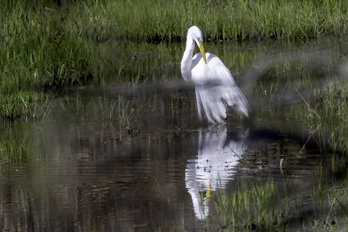 Great Egret - ML433341511