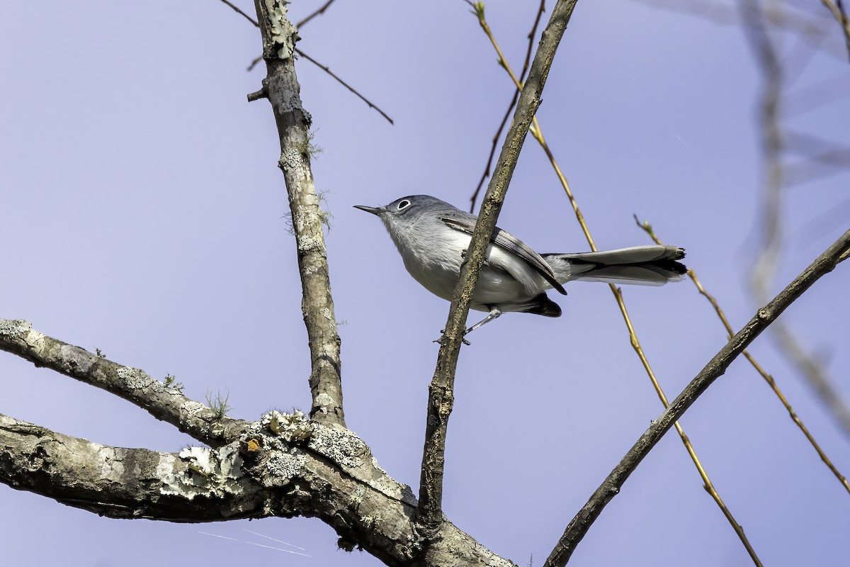 Blue-gray Gnatcatcher - ML433341681