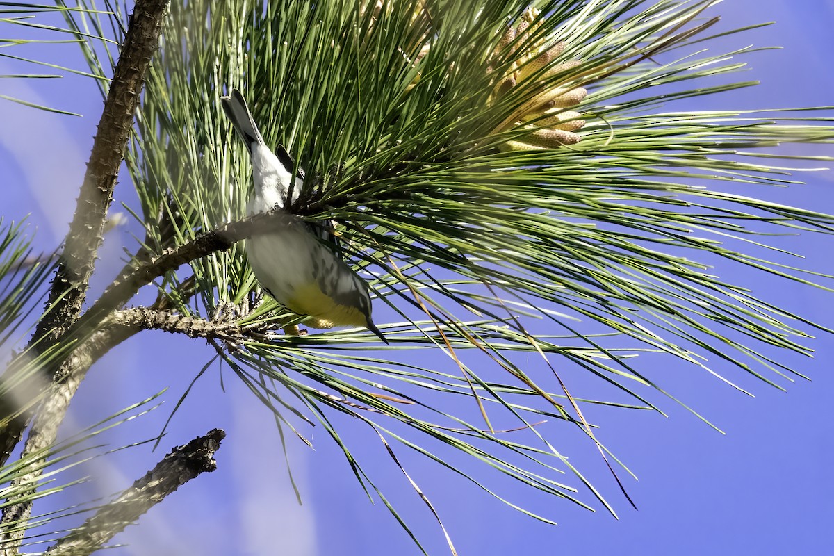 Yellow-throated Warbler - ML433341801