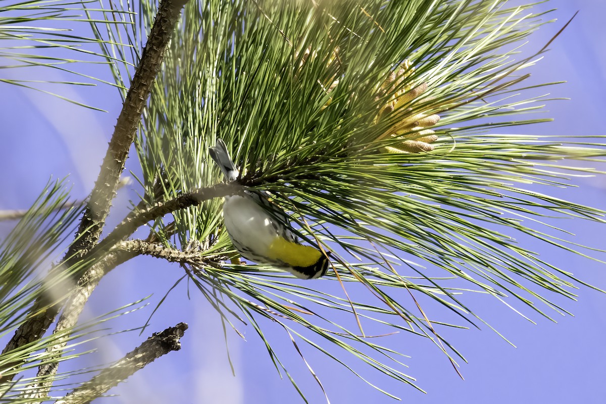 Yellow-throated Warbler - ML433341821