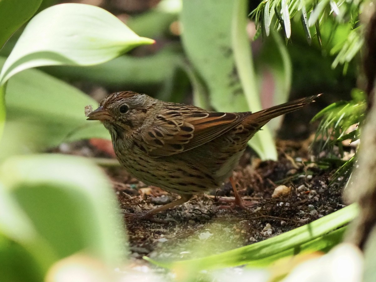 Lincoln's Sparrow - ML433342281
