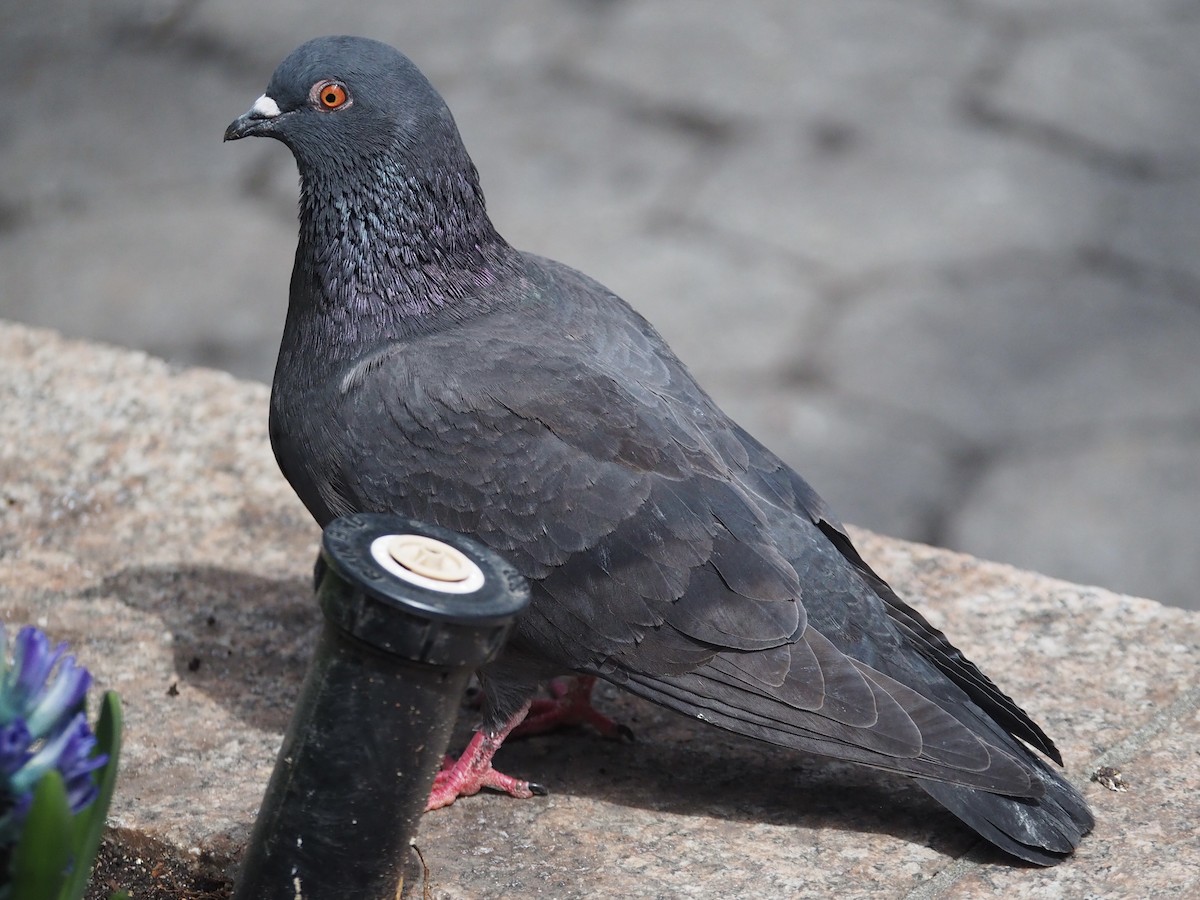 Rock Pigeon (Feral Pigeon) - ML433342341