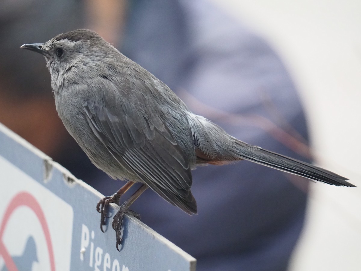 Gray Catbird - ML433342361
